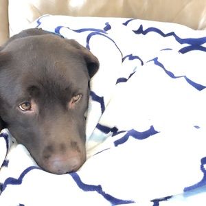 Meet your Posher, Molly